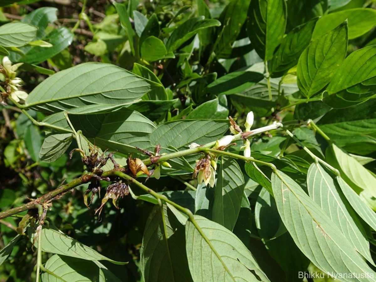 Dendrolobium triangulare (Retz.) Schindl.